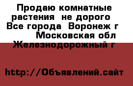 Продаю комнатные растения  не дорого - Все города, Воронеж г.  »    . Московская обл.,Железнодорожный г.